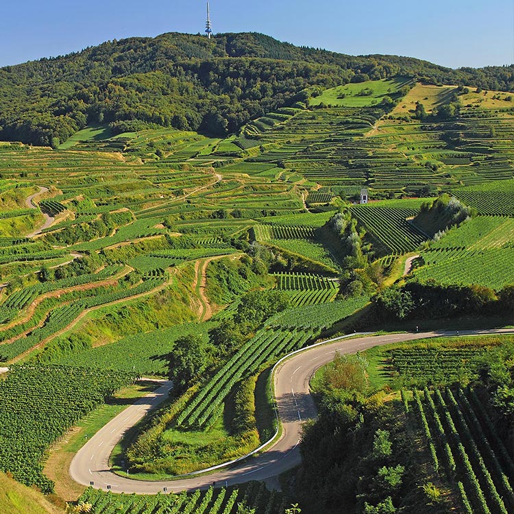 Blick auf die Weinberge im Kaiserstuhl