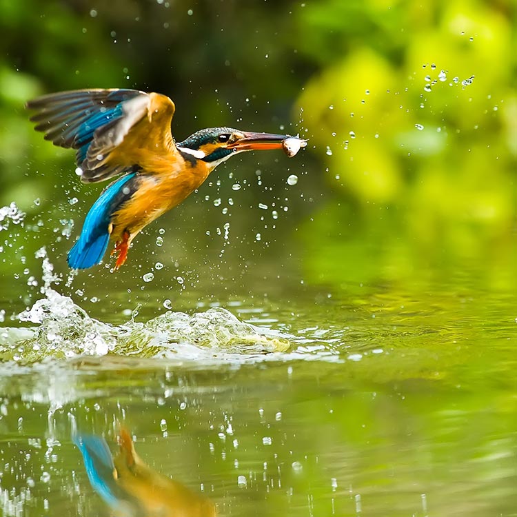 Vogel der sich im Wasser einen Fisch schnappt im Naturschutzgebiet Taubergießen